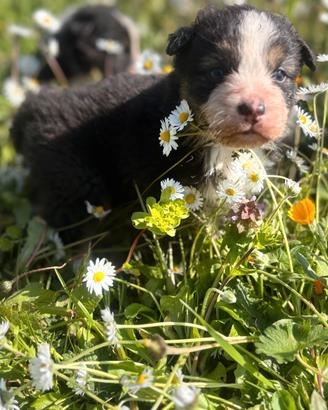 Cuccioli di pastore australiano
