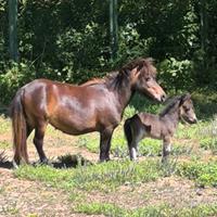 Mini pony shetland