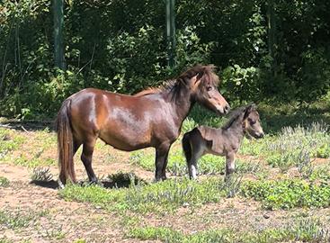 Mini pony shetland