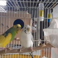 Cocorita texas femmina adulta