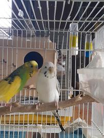 Cocorita texas femmina adulta