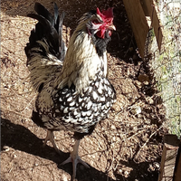 Tris gallo e 2 galline