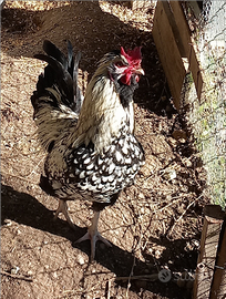 Tris gallo e 2 galline