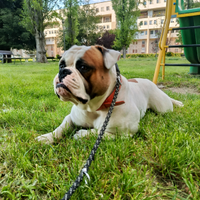 Disponibile per monta