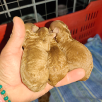 Barboncino Red Toy(minitoy)