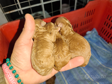 Barboncino Red Toy(minitoy)