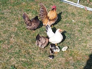 Galline Giapponesi Serama