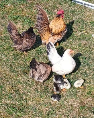 Galline Giapponesi Serama
