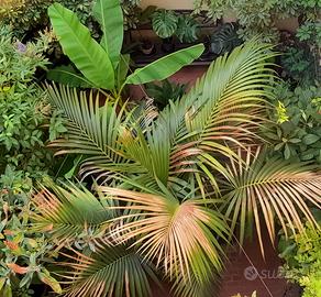 Piante di Kenzia