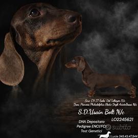 Bassotto tedesco enci - mo nt a