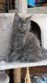 Cuccioli Maine coon