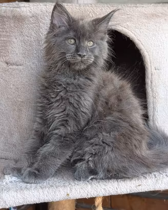 Cuccioli Maine coon
