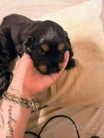 Cocker spaniel francini's