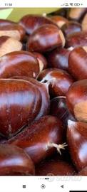  castagne 