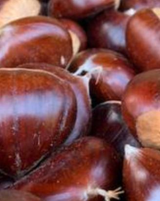  castagne 