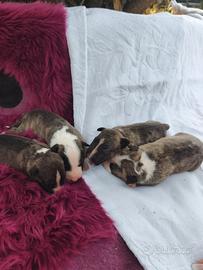 Bull Terrier Miniature