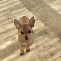 Pinscher Toy rosso cervo