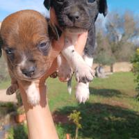 Cuccioli Breton