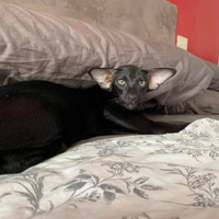 Gatto di razza oriental express orientale