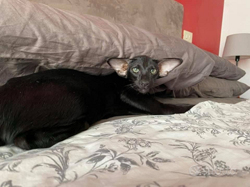Gatto di razza oriental express orientale