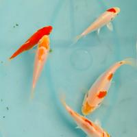 Carpe koi kohaku laghetto