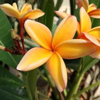 UHO  Talea plumeria +1