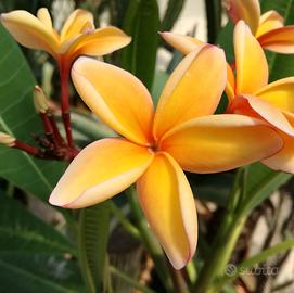 UHO  Talea plumeria +1