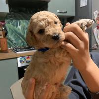 Cucciolo di barboncino nano albicocca