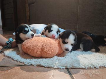 Cuccioli di siberian husky