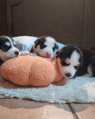 Cuccioli di siberian husky