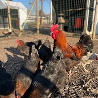 Marans
