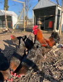 Marans