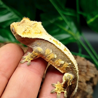 Geco ciliatus