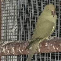 Coppia di parrocchetto dal collare