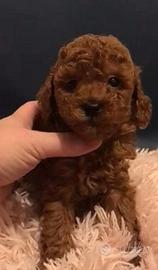 Barboncini mini toy red