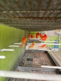 Canarini maschi rossi