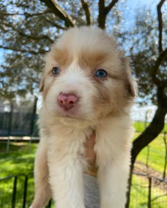 Cucciolo pastore australiano