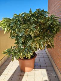 La magnifica Aucuba japonica