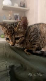 Gattina disponibile