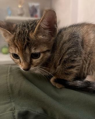 Gattina disponibile