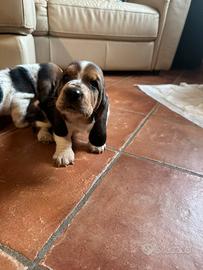 Cuccioli di bassethound