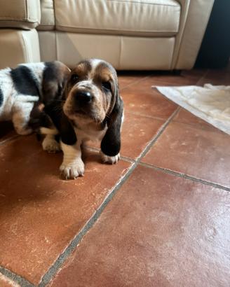 Cuccioli di bassethound