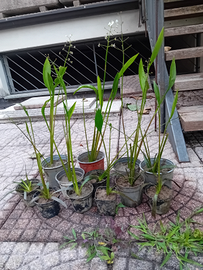 Piante acquatiche - sagittaria graminea
