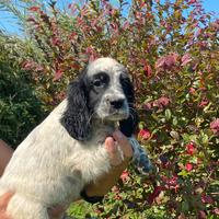 Cuccioli Setter Inglese - linea Nencini's