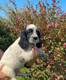 Cuccioli Setter Inglese - linea Nencini's
