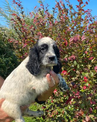 Cuccioli Setter Inglese - linea Nencini's