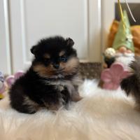 Volpino di Pomerania