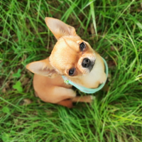 Chihuahua maschio con pedigree da monta