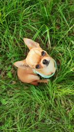 Chihuahua maschio con pedigree da monta