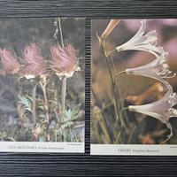 5 CARTOLINE FIORI VINTAGE DA FOTO DI R. ZARDINI